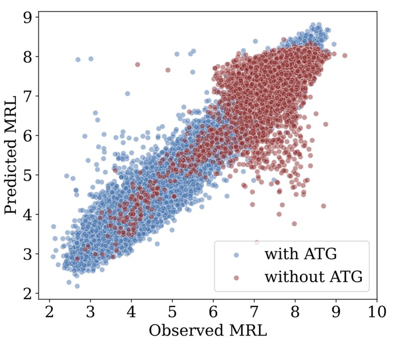 Predicted vs observed mean ribosome load
